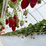 ベリーズファン - 