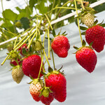 ベリーズファン - 