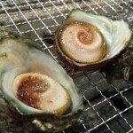 live turban shell