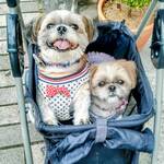 Atelier de Fromage Karuizawa Chese Swets No Ten