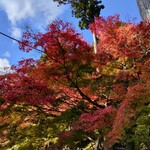 すき焼き キムラ - 紅葉もはじまりましたよ