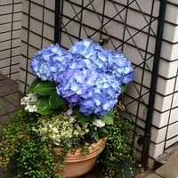 アルポルト - 紫陽花の季節になりました（2013年5月）