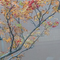 料亭 冨茂登 - ななかまど