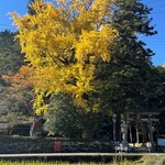 茶遊菓楽 諏訪園 - 追手神社のイチョウ