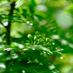 GIGLI - メイン写真: