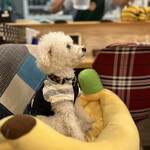 サッカバッカ - ＰＵＡちゃん①