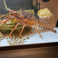 活伊勢海老料理 中納言 神戸三宮本店 - 水槽の伊勢海老