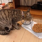 御料理 古川 - 愛猫のお名前はポテチです^^