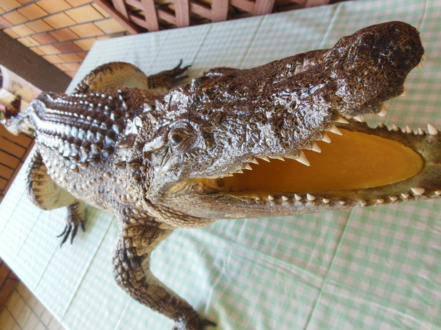 体感型爬虫類専門動物園iｚｏｏ ｲｽﾞｰ のマニアックなお料理とは By ダヤンテール ドラゴンランチ Dragon Lunch 河津 無国籍料理 食べログ