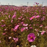 おだいどこ 野幸 - 近くのコスモス畑