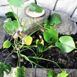 レストラン友國 - 道の両側には水が流れていてお魚も泳いでいました