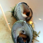 ウシマル - 貝殻に海苔が藻がくっついており、つい今まで海にいたんでしょ？！と思う