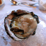 ウシマル - 巨大な牡蠣。九十九里浜のテトラポットの岩陰にいるようです