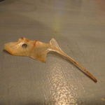 Ata - アイコンの"鯛の鯛"現物