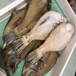 ひもの塾 - 