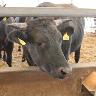自家牧場“Torage Farm”培育的“精選黑毛和牛”!