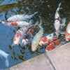 Hachiouji Nihonkaku - 鯉の池