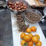 山の仙人 淳  - 栗・わさび・柿・等々