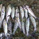 山の仙人 淳  - 天然のあまご