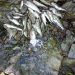 山の仙人 淳  - 唐揚げや塩焼きで