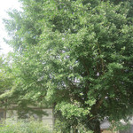 串かつ 吉国 - 初夏を思わせる陽気