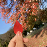 たいやきわらしべ - 綺麗なハナノキの葉っぱ