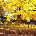 銀水食堂 - オマケ・根上がりイチョウの根