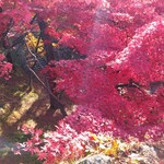 銀水食堂 - オマケ・本丸から見下ろすもみじ谷