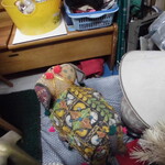 フライドチキン - 店内は個性的