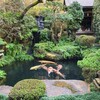 だいこん屋 - 美しい庭園、優雅に泳ぐ大きな錦鯉
僅か数百円でのんびりと泳ぐ様が堪能出来る
素晴らしい！