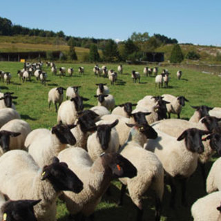 自社牧場直送の羊肉！