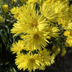 お好み焼き 鉄ちゃん - 道端に咲いていた小菊　晩秋を彩る鮮やかな黄色い花が印象的です