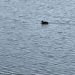 お好み焼き 鉄ちゃん - 渡り鳥の解説もボードになっていますからbinoculars持参でどうぞ