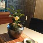 ウェロニカ ペルシカ - 