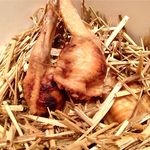 神保町 傳 - 本物は藁の中に！