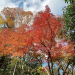 みのお滝茶屋 楓来坊 - 