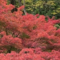 TENJIN - 