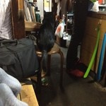 武蔵屋 - 猫とともに