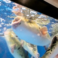 ①鮮度抜群の「活けふぐ」へのこだわり