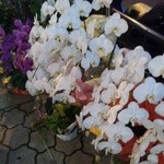 麺と心 7 - 祝いの花