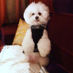 BANQUE - 私もお洒落して〜♬