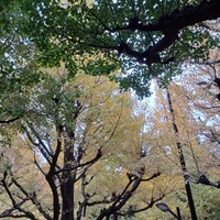 キハチ 青山本店 - 