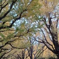キハチ 青山本店 - 