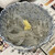 鮨処 西鶴 - 料理写真:お通し 白魚