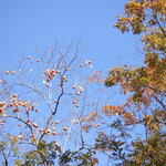 白樺 - 豊ヶ丘小学校の青空に柿の木