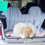 竹仙郷 - ごまちゃんがお客様の到着をお知らせします。　かしこい子です（＾＾＠