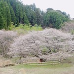 竹仙郷 - お食事と同じくらい感動の桜ｗ　敷地の奥の方にありますｗ