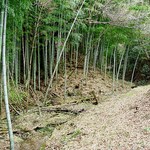 竹仙郷 - 奥の竹林ですｗ　ちっちゃい筍が出ていましたｗ　小川も流れていますｗ