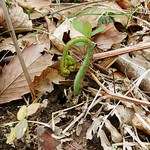 竹仙郷 - ぜんまいも結構出ていますｗ　自然がいっぱいです　（＾＾ｂ