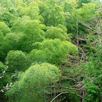 竹仙郷 - 竹の新緑が目に優しいです　（＾＾＠